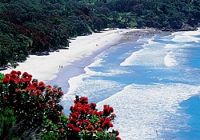 Orakawa NZ